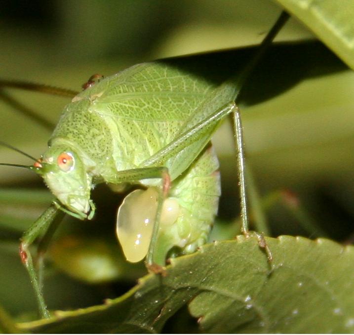 Phaneroptera ...?